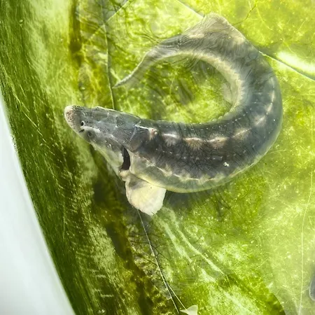 Sadky Ferienpark Lety